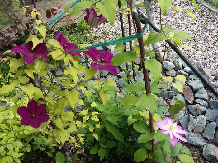 ASAO+WASTERPLATE - 2016 Clematis