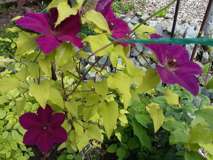 WASTERPLATE - 2016 Clematis