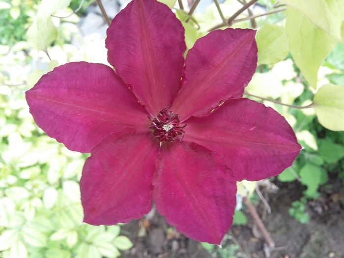 20160510_161514 - 2016 Clematis