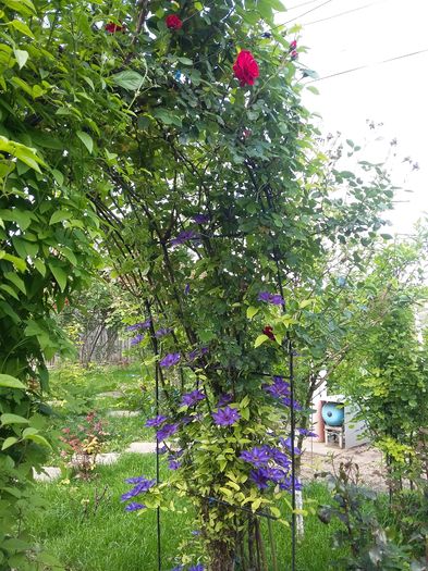 20160510_161613 - 2016 Clematis