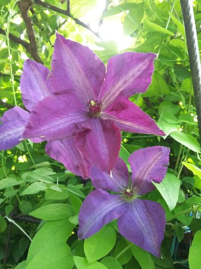 20160510_161842 - 2016 Clematis