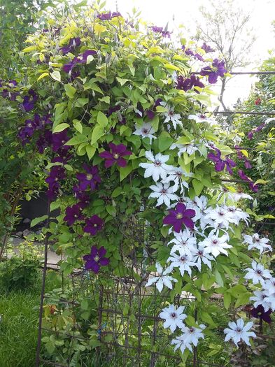 20160510_161924 - 2016 Clematis