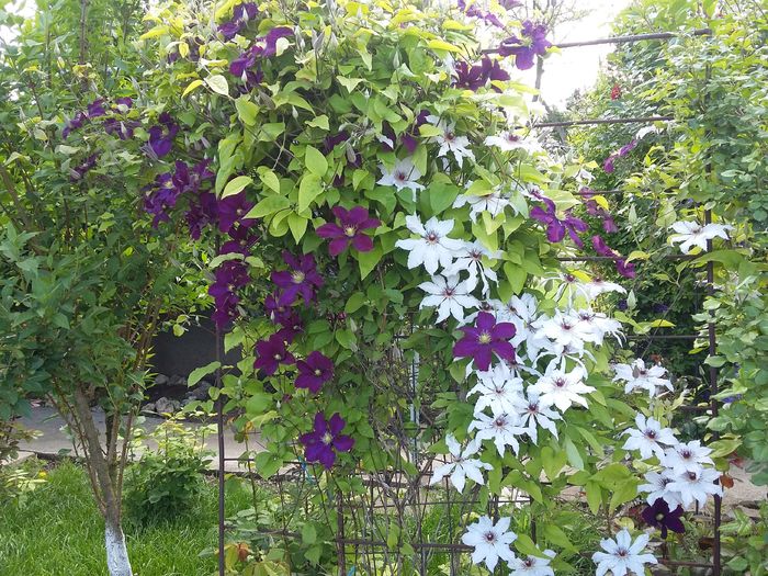 20160510_161936 - 2016 Clematis