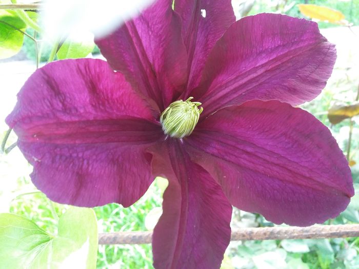 20160510_162001 - 2016 Clematis