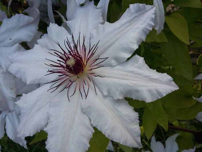 20160510_162112 - 2016 Clematis