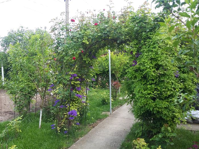 20160510_162704 - 2016 Clematis
