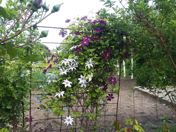 20160510_162727 - 2016 Clematis