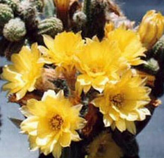 Chamaecereus silvestri—flori