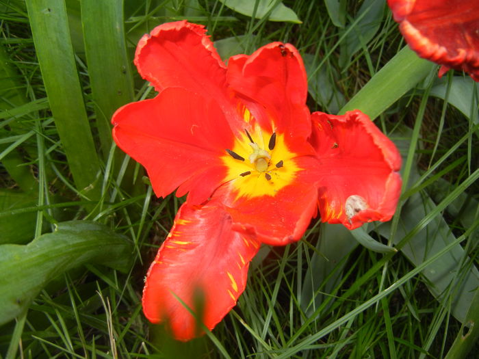 Tulipa Rococo (2016, April 17)