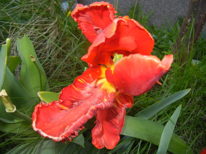 Tulipa Rococo (2016, April 17) - Tulipa Rococo Parrot