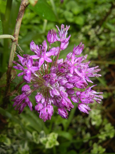 Allium Purple Sensation (2016, April 25) - Allium aflatunense Purple