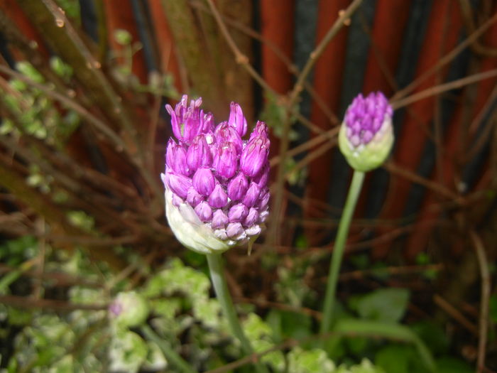 Allium Purple Sensation (2016, April 25) - Allium aflatunense Purple