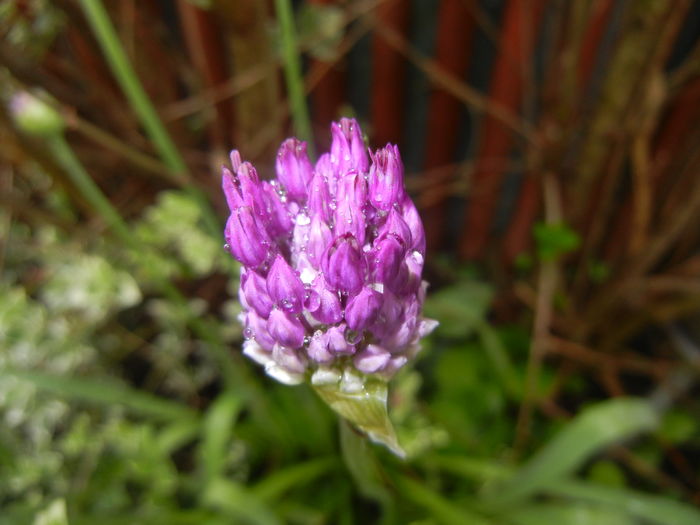 Allium Purple Sensation (2016, April 25) - Allium aflatunense Purple