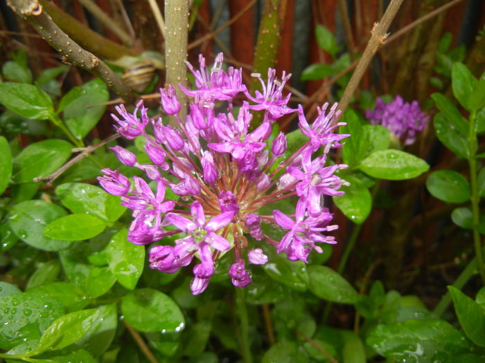 Allium Purple Sensation (2016, April 25) - Allium aflatunense Purple