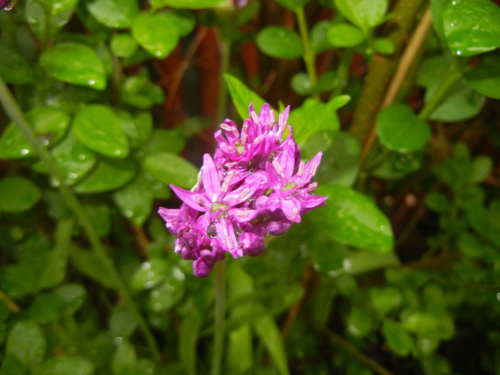 Allium Purple Sensation (2016, April 25) - Allium aflatunense Purple