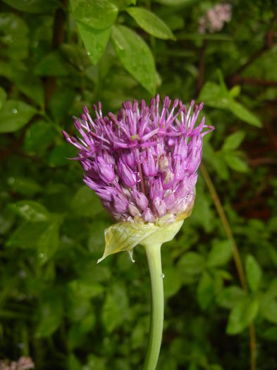 Allium Purple Sensation (2016, April 25)