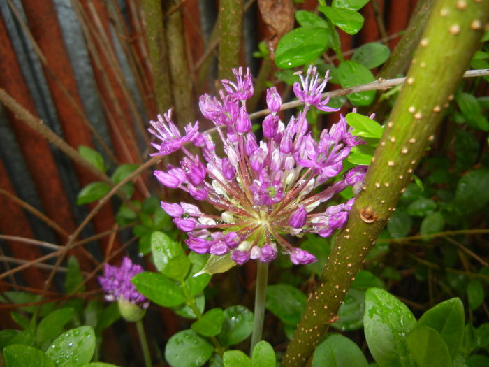 Allium Purple Sensation (2016, April 25) - Allium aflatunense Purple