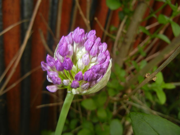 Allium Purple Sensation (2016, April 29) - Allium aflatunense Purple