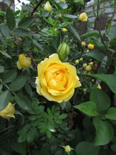 Rosa Foetida persiana - Trandafiri 2016 - Part I