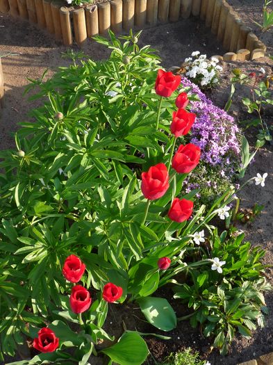 P1810146 - 2016 - 01 - Primavara