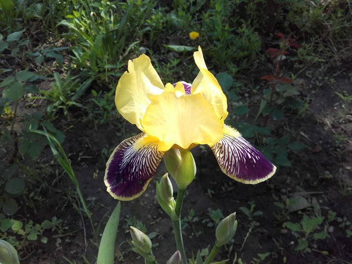 iris - ALTE FLORI