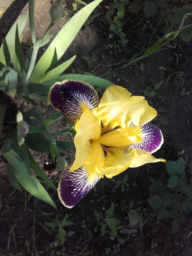  - ALTE FLORI