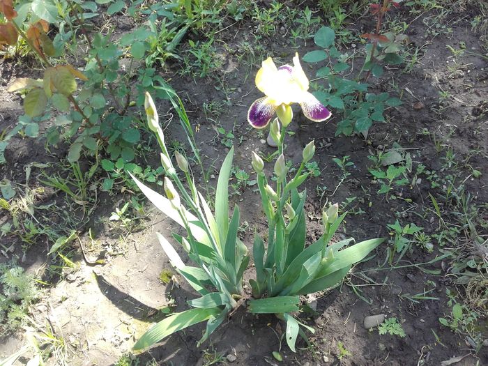  - ALTE FLORI