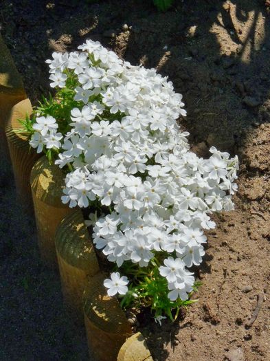 P1810781 - 2016 - 01 - Primavara