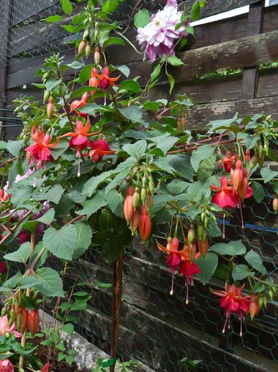 P1820155 - 2016 - 01 - Primavara