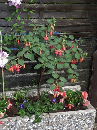 P1820167 - 2016 - 01 - Primavara