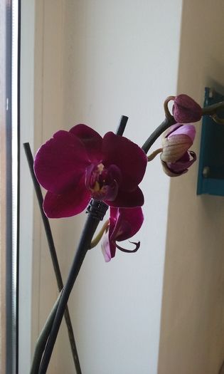 Orhidee 3 - Orhidee