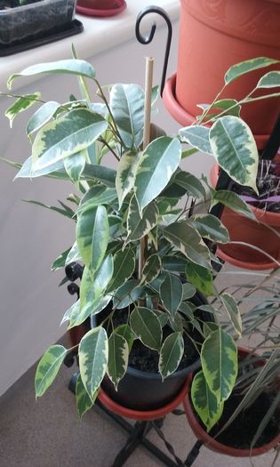 Ficus benjamina Samantha - Ficus benjamin