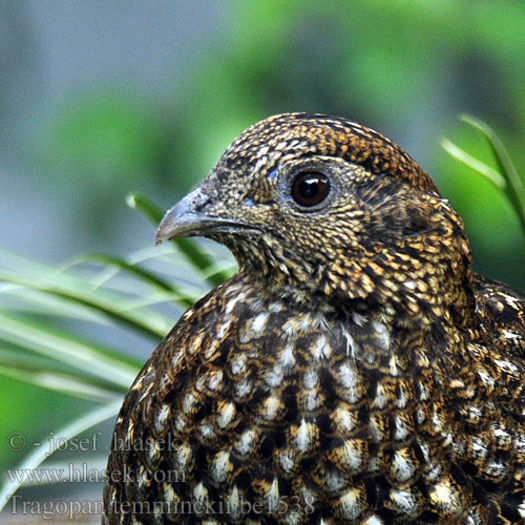 Femela tragopan