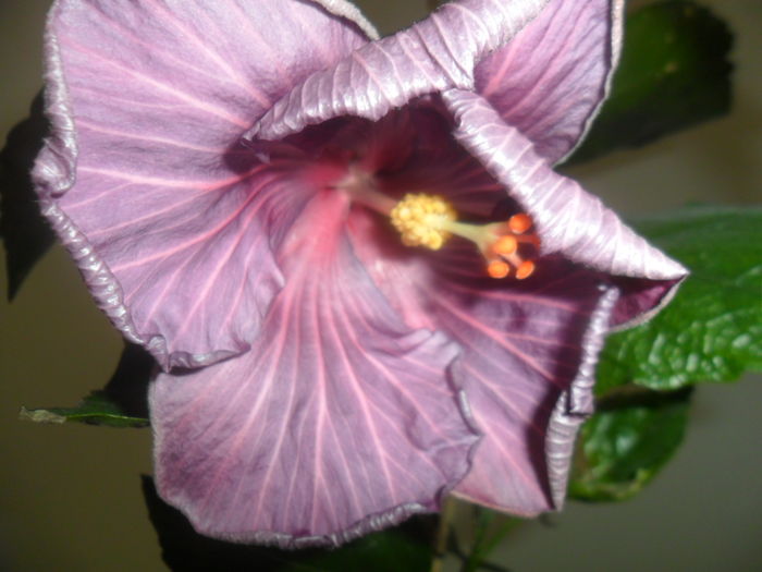 071 - hibiscusi 2016-1