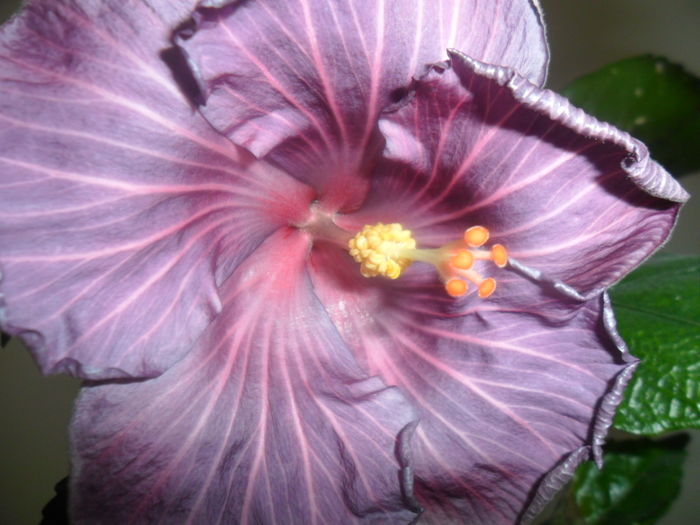 074 - hibiscusi 2016-1