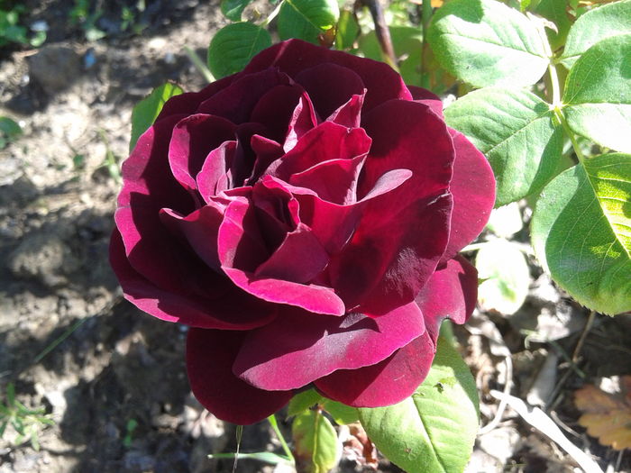 20160511_154346 - Tuscany  superb rose