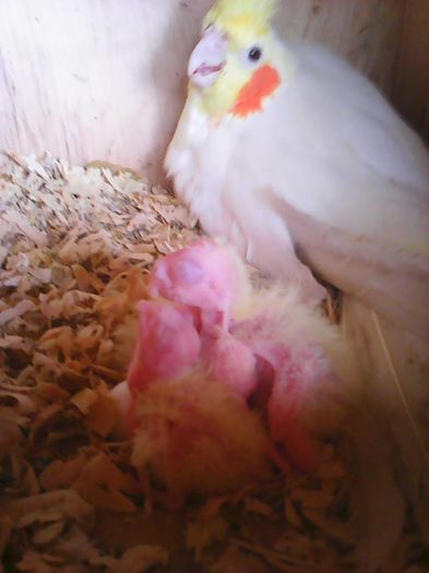 13174088_1183136208397707_978390042243038544_n (1)