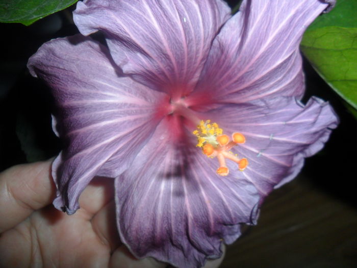 122 - tahitian purple sovereign