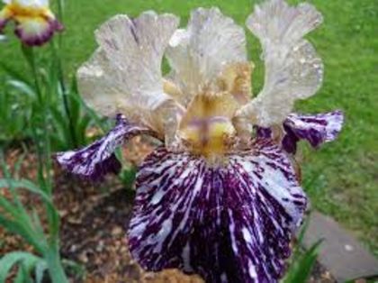 C irisi gnus flash - 0 Irisi soiuri 2016