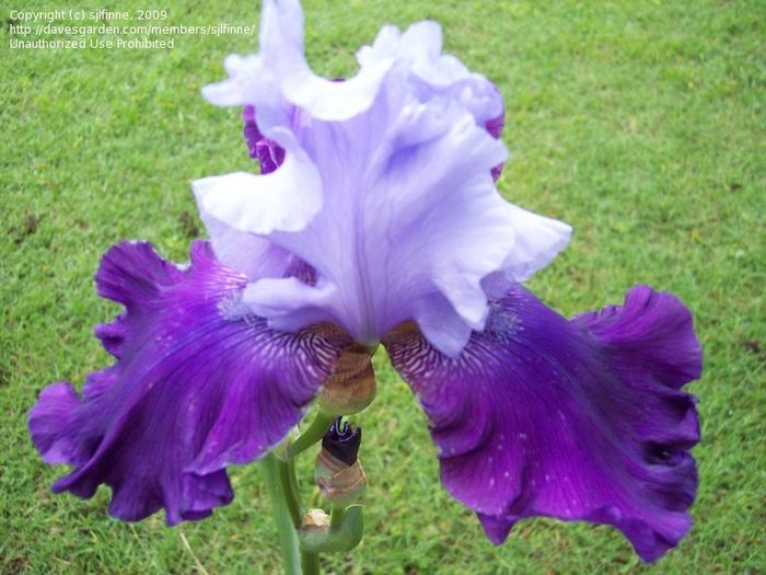 C irisi Great Gatsby