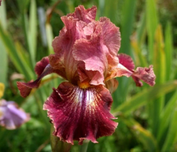 C irisi highland chief