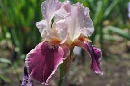 iris latin lover
