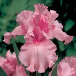 iris pink