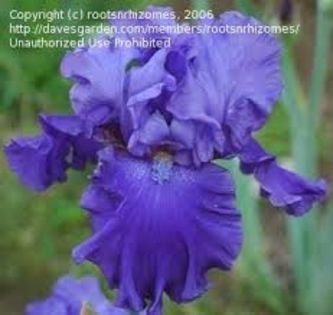 iris pledge allegiance