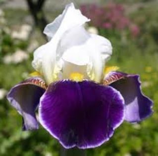 iris wabach - 0 Irisi soiuri 2016