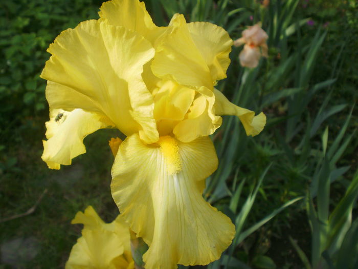 `Rising Moon` - Iris  2016