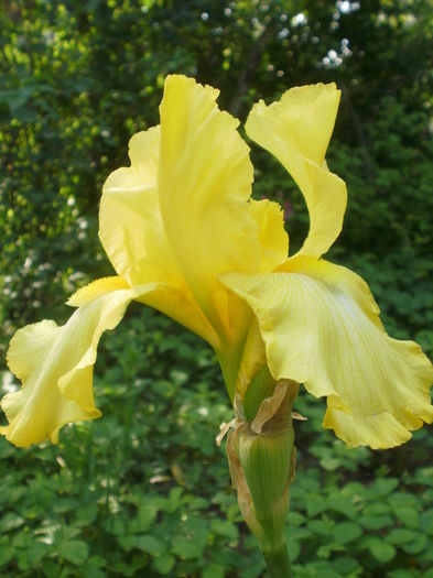 `Rising Moon` - Iris  2016