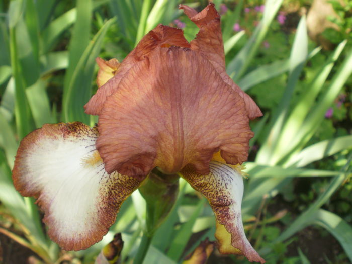 ? - Iris  2016