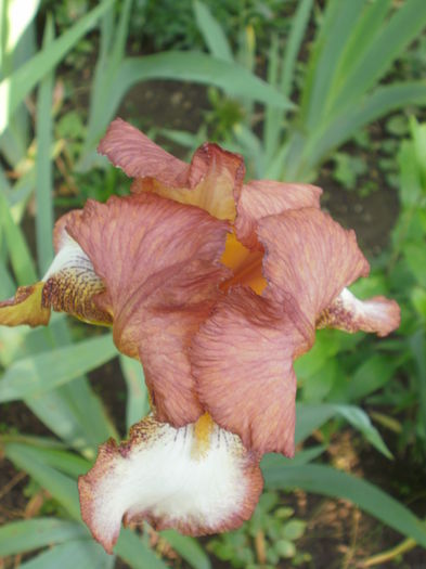 ? - Iris  2016