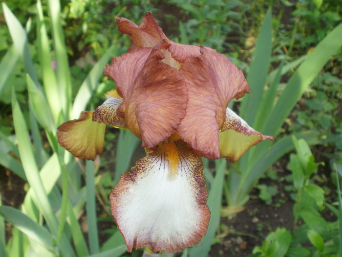 ? - Iris  2016